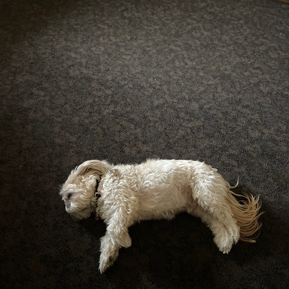 Shitzu - Picture 4 of 6